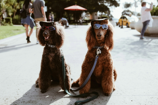 Denver dog friendly spots to visit
