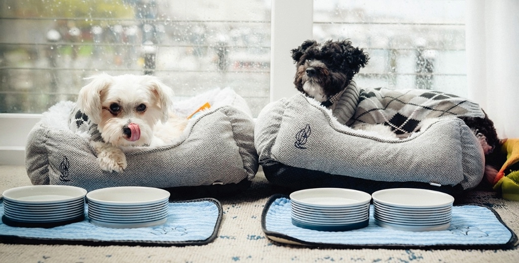 Denver dog friendly hotels