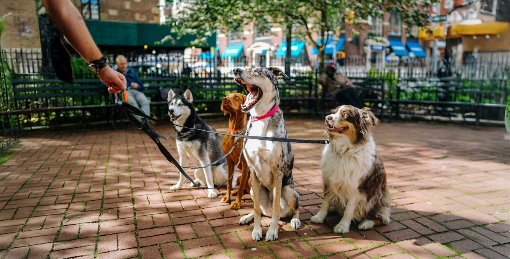 Denver Dog Friendly